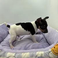 Topanga male full AKC, a male Toy Fox Terrier for sale in Cullowhee, NC – Photo 9 of 10