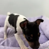 Topanga male full AKC, a male Toy Fox Terrier for sale in Cullowhee, NC – Photo 7 of 10