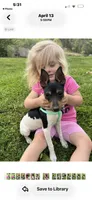 Topanga male full AKC, a male Toy Fox Terrier for sale in Cullowhee, NC – 2 of 10