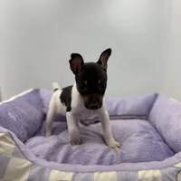 Topanga male full AKC, a male Toy Fox Terrier for sale in Cullowhee, NC – Photo 4 of 10