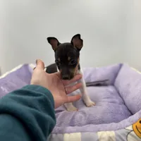 Topanga male full AKC, a male Toy Fox Terrier for sale in Cullowhee, NC – Photo 6 of 10