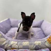 Topanga male full AKC, a male Toy Fox Terrier for sale in Cullowhee, NC – Photo 5 of 10