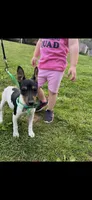 Topanga male full AKC, a male Toy Fox Terrier for sale in Cullowhee, NC – 7 of 10