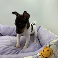 Topanga male full AKC, a male Toy Fox Terrier for sale in Cullowhee, NC – Photo 2 of 10