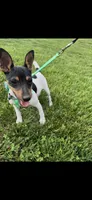 Topanga male full AKC, a male Toy Fox Terrier for sale in Cullowhee, NC – 4 of 10