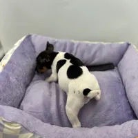 Topanga male full AKC, a male Toy Fox Terrier for sale in Cullowhee, NC – Photo 10 of 10