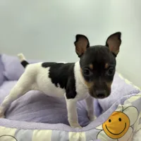 Topanga male full AKC, a male Toy Fox Terrier for sale in Cullowhee, NC – Photo 3 of 10