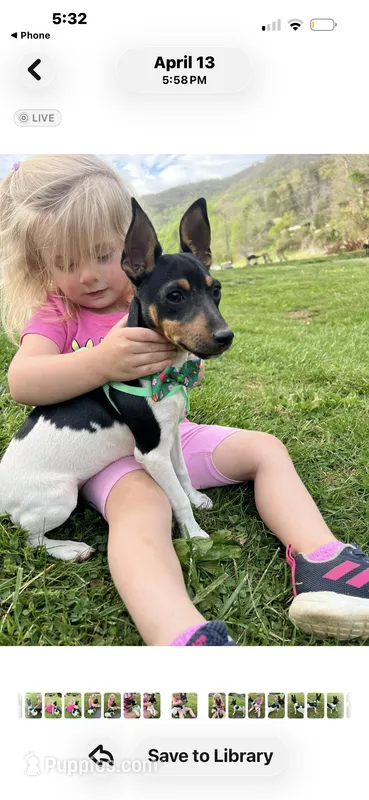 Topanga male full AKC – Toy Fox Terrier puppy for sale in Cullowhee, NC