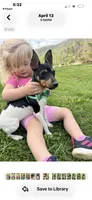 Topanga male full AKC, a male Toy Fox Terrier for sale in Cullowhee, NC – 1 of 10