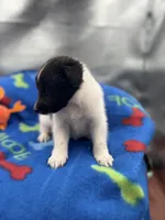 Lucy male #2 full AKC , a male Shetland Sheepdog for sale in Cullowhee, NC – 4 of 10