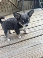 blue female long coat full AKC , a female Chihuahua for sale in Cullowhee, NC – 9 of 10
