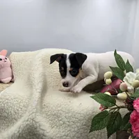 Full AKC Mini's Male # 4, a male Toy Fox Terrier for sale in Cullowhee, NC – 6 of 10