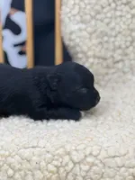 JDs black n white LC female , a female Chihuahua for sale in Cullowhee, NC – 6 of 10