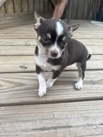  chocolate male full AKC , a male Chihuahua for sale in Cullowhee, NC – 8 of 9