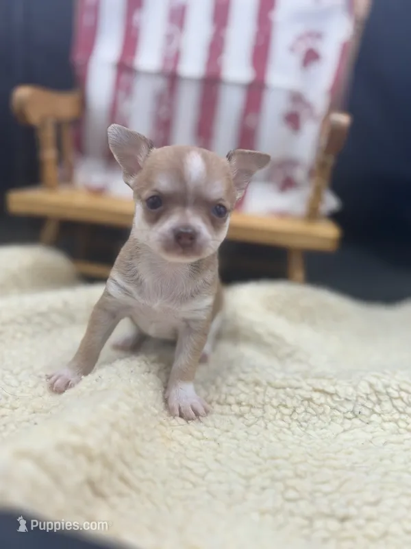 Fawn sable female full AKC – Chihuahua puppy for sale in Cullowhee, NC