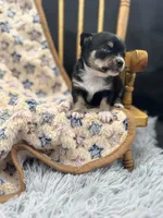  tri male long coat AKC , a male Chihuahua for sale in Cullowhee, NC – 7 of 10