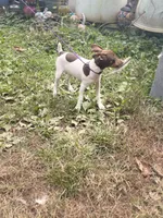 Cupcake chocolate male, a male Toy Fox Terrier for sale in Cullowhee, NC – 8 of 10