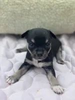 Caroline m1 full AKC , a male Chihuahua for sale in Cullowhee, NC – 2 of 10