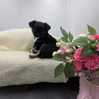 Full AKC Winnie f2, a female Chihuahua for sale in Cullowhee, NC – 5 of 8