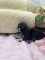Caroline f2 AKC , a female Chihuahua for sale in Cullowhee, NC – 4 of 10