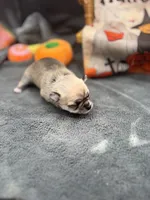 Panda Female long coat 2 full AKC, a female Chihuahua for sale in Cullowhee, NC – 8 of 10