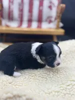 Freya male AKC tri , a male Chihuahua for sale in Cullowhee, NC – 3 of 10