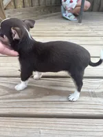  chocolate male full AKC , a male Chihuahua for sale in Cullowhee, NC – 9 of 9