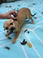 Full AKC Summer Male 2, a male Chihuahua for sale in Cullowhee, NC – 2 of 9