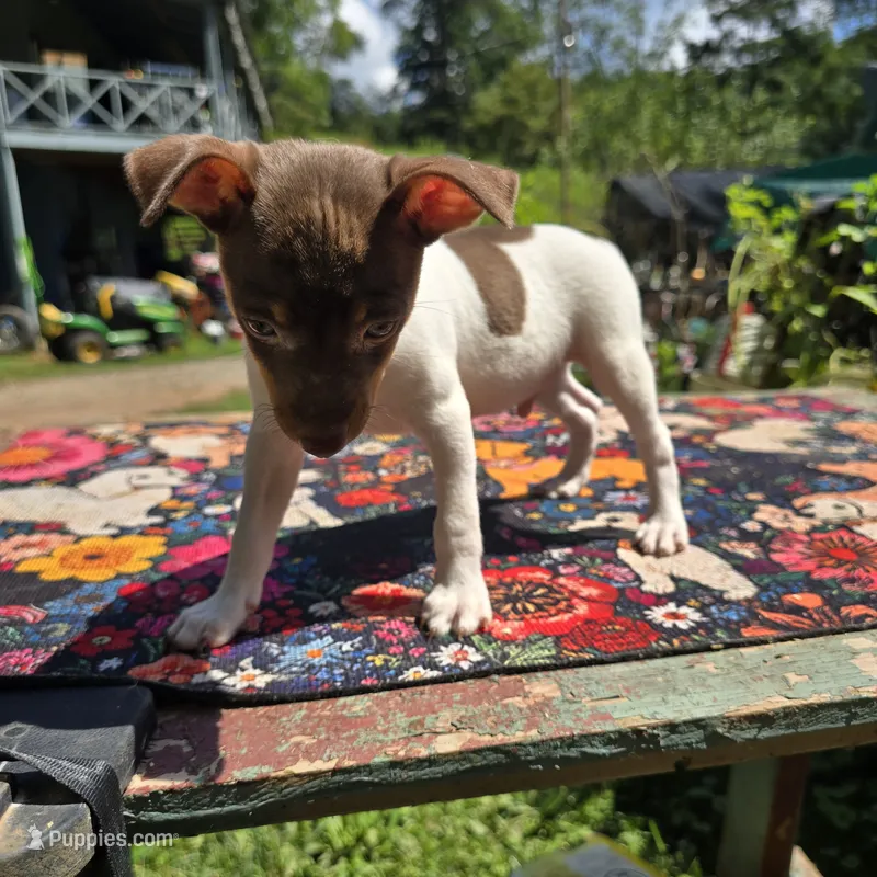 Cupcake chocolate male – Toy Fox Terrier puppy for sale in Cullowhee, NC
