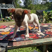 Cupcake chocolate male, a male Toy Fox Terrier for sale in Cullowhee, NC – 1 of 10