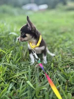  Tripp  male full AKC , a male Chihuahua for sale in Cullowhee, NC – 10 of 10