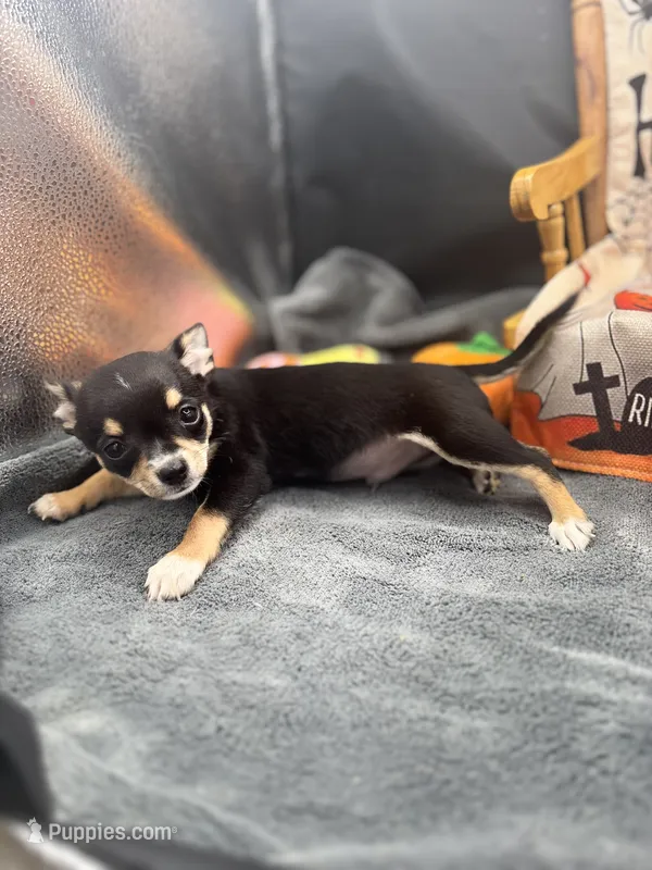  tri male 2  AKC  – Chihuahua puppy for sale in Cullowhee, NC