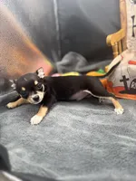  tri male 2  AKC , a male Chihuahua for sale in Cullowhee, NC – 1 of 10