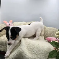 Full AKC Mini's Male # 4, a male Toy Fox Terrier for sale in Cullowhee, NC – 7 of 10