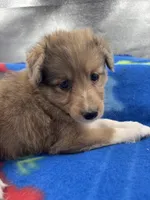 Full AKC Zina M 3, a male Shetland Sheepdog for sale in Cullowhee, NC – 10 of 10