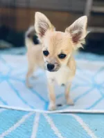 Mindy Full AKC female, a female Chihuahua for sale in Cullowhee, NC – 7 of 10