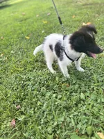 Lucy male #2 full AKC , a male Shetland Sheepdog for sale in Cullowhee, NC – 4 of 10