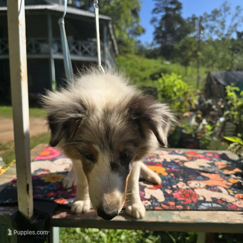 Full AKC Zina M 1 – Shetland Sheepdog puppy for sale in Cullowhee, NC