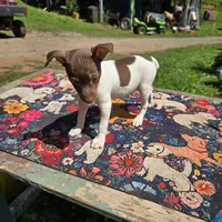 Cupcake chocolate male, a male Toy Fox Terrier for sale in Cullowhee, NC – 7 of 10