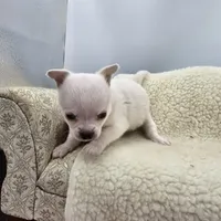 Full AKC Joey Blue eyed hidden merle male, a male Chihuahua for sale in Cullowhee, NC – 7 of 10