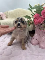 Full AKC Lilly Female , a female Chihuahua for sale in Cullowhee, NC – 7 of 10