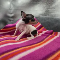 Tinkers Tiny Tim, a male Toy Fox Terrier for sale in Cullowhee, NC – 6 of 10