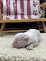 Male creme full AKC , a male Chihuahua for sale in Cullowhee, NC – 2 of 10