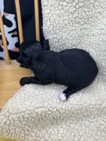 JDs black n white LC female , a female Chihuahua for sale in Cullowhee, NC – 10 of 10