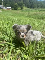 JDs Blue Merle LC Full AKC , a female Chihuahua for sale in Cullowhee, NC – 6 of 10