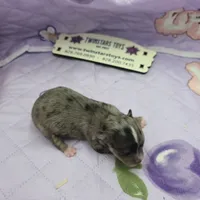 Juliette's Blue Merle female full AKC, a female Chihuahua for sale in Cullowhee, NC – 10 of 10