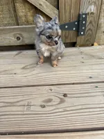 Jewels , a female Chihuahua for sale in Cullowhee, NC – 10 of 10
