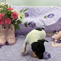 Minnie's boy full Akc, a male Toy Fox Terrier for sale in Cullowhee, NC – 5 of 10