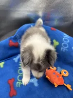 Full AKC Zina M 1, a male Shetland Sheepdog for sale in Cullowhee, NC – 4 of 10