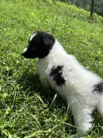 Lucy female full AKC , a female Shetland Sheepdog for sale in Cullowhee, NC – 5 of 10
